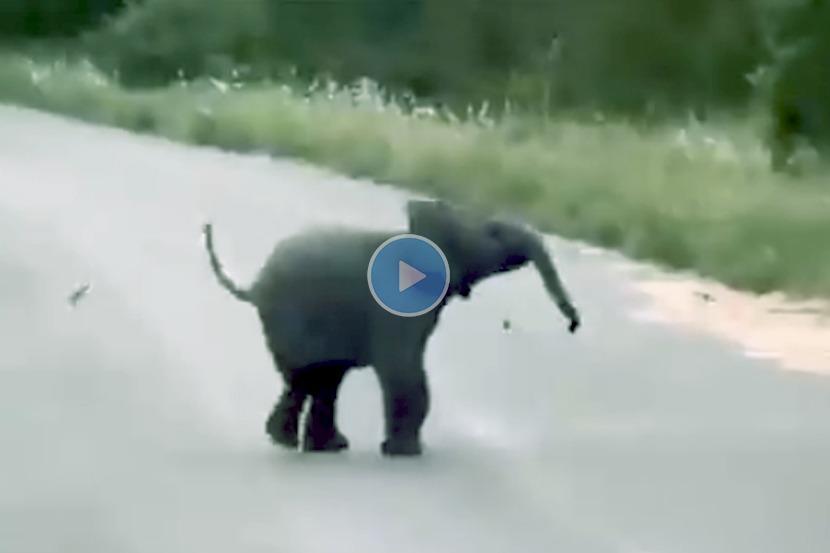 हत्तीच्या पिलाचा ‘हा’ व्हिडिओ पाहून तुम्हालाही लहानपण आठवेल