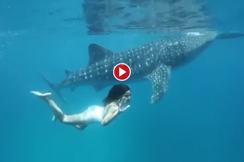 खोल समुद्रात पोहतानाचा कतरिनाचा व्हिडीओ व्हायरल