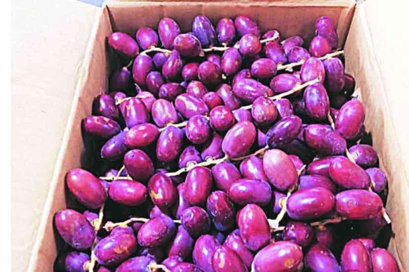 बाजारात सीताफळ, डाळिंबांना बहर ; ओल्या खजुरांचीही आवक