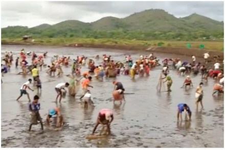 लाखो रुपयांच्या कोळंबींची प्रकल्पांमधून भरदिवसा लूट; प्रकल्प मालक हतबल!