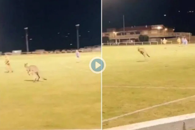 Video : फुटबॉलचा सामना सुरु असताना मैदानात दोन मोठे कांगारु आले अन्…