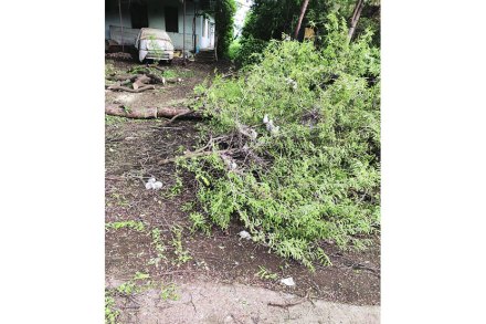 भुसावळ तालुक्यातील तपत कठोरा गावात चिंचेच्या झाडाची तोडलेली फांदी

 (छाया-उदय जोशी)