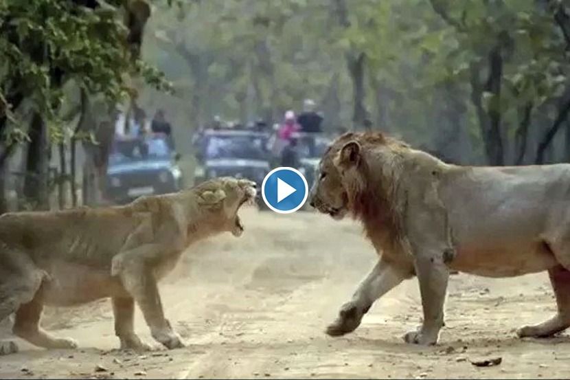 Viral Video : सिंहिणीची डरकाळी ऐकून घाबरला सिंह, नेटकरी म्हणतात…’राजा होगा अपने घर में…’
