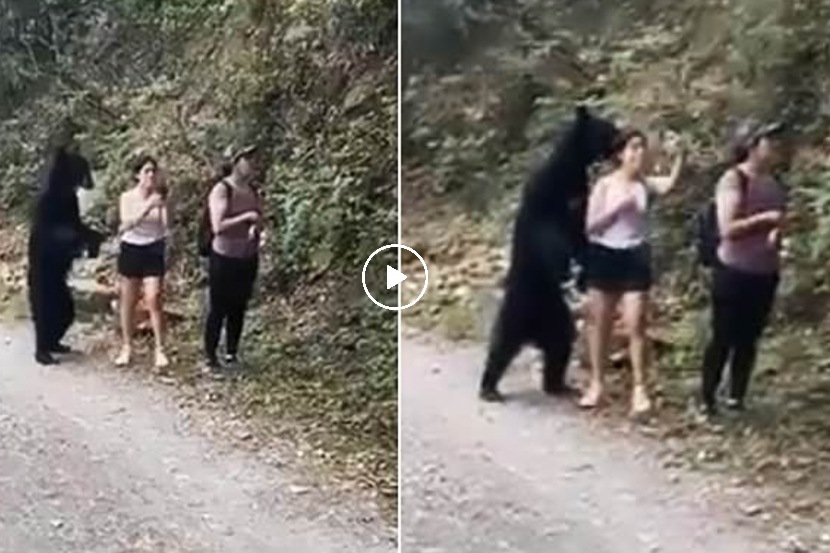 Video : जंगलामध्ये सेल्फी काढत असतानाच मागून अस्वल आलं आणि…
