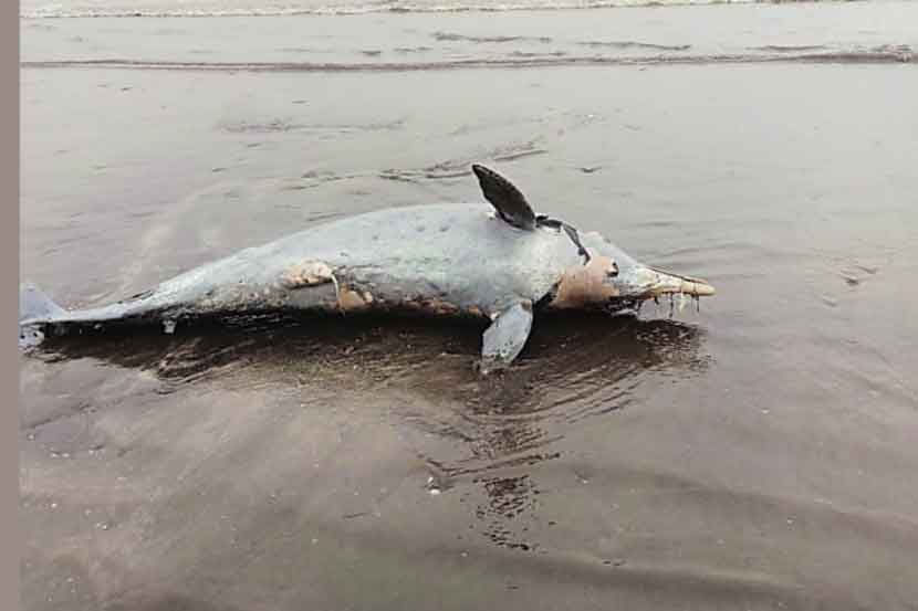 उत्तनच्या समुद्रकिनाऱ्यावर मृत डॉल्फिन मासा