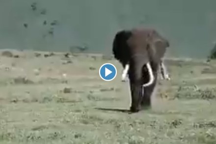Viral video : हत्तीची चाल पाहून कॅटवॉकही विसराल