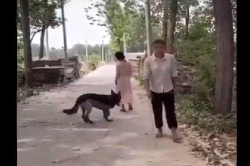 Video : कुत्र्याची माणुसकी बघून तुमचं मन नक्की हेलावेल