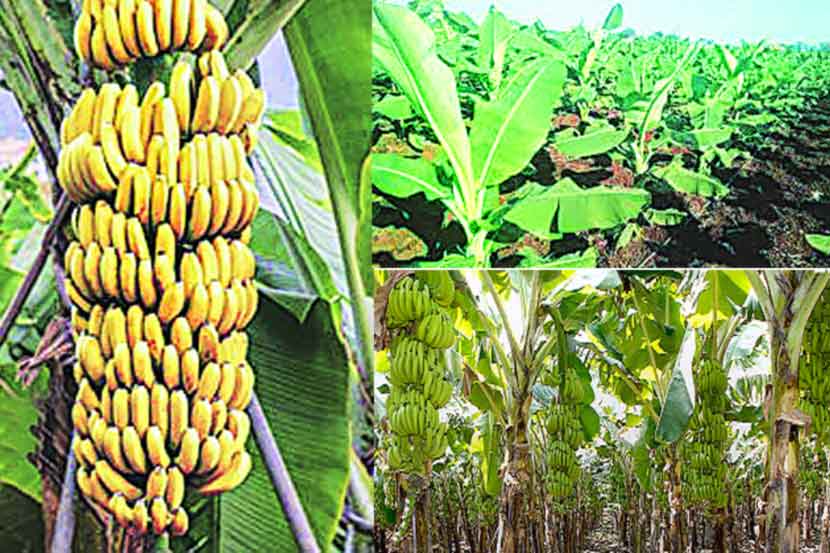 केळी उत्पादकांचे टाळेबंदीतील यश