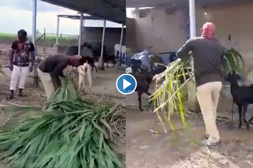 VIDEO : वर्दीतली माणुसकी! बळीराजा दवाखान्यात, जनावरांसाठी सोलापूर पोलीस गोठ्यात