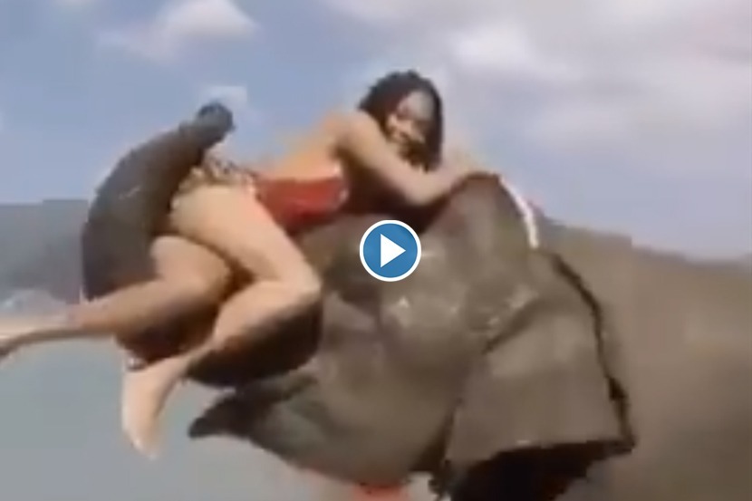 फोटोसाठी सोंडेवर बसलेल्या महिलेला हत्तीनं अशी शिकवली अद्दल, व्हिडीओ झाला व्हायरल