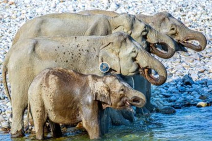 (Photo: Twitter/WildLense_India)
