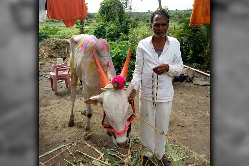 “साहेब सोनं नको पण बैल वाचला पाहिजे,” शेतकऱ्याचं ‘हे’ प्रेम पाहून तुमच्याही डोळ्यात येईल पाणी