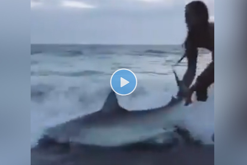 मर्दानी… अन् तरुणीनं शेपटीने ओढत शार्कला असं वाचवलं, व्हिडीओ व्हायरल