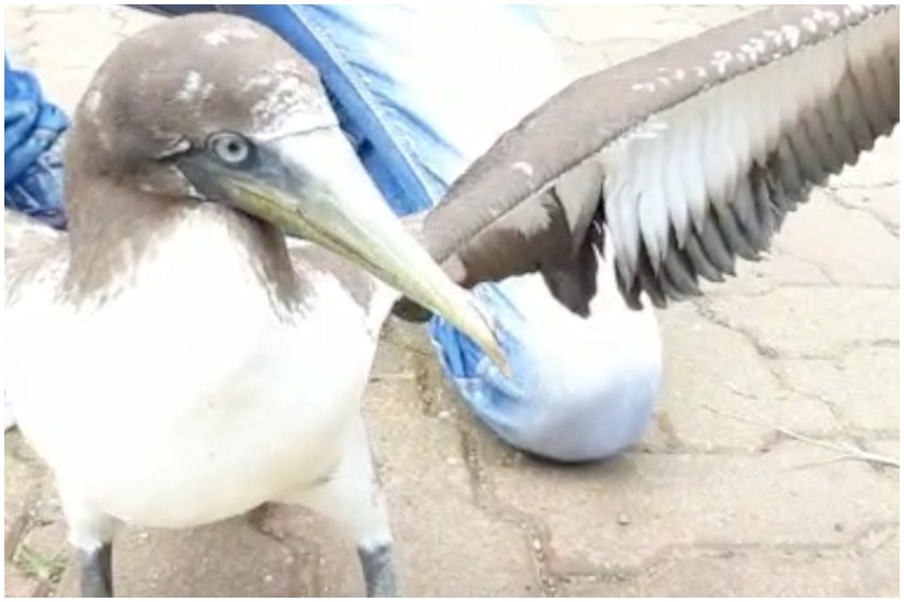 विरारमध्ये जखमी अवस्थेत आढळला दुर्मिळ ‘ब्राउन बुबी’ सागरी पक्षी