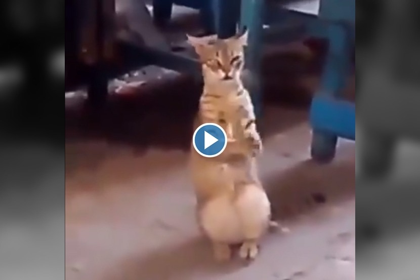 Viral Video : बाप्पाची आरती ऐकून मांजर वाजवू लागली टाळ्या…
