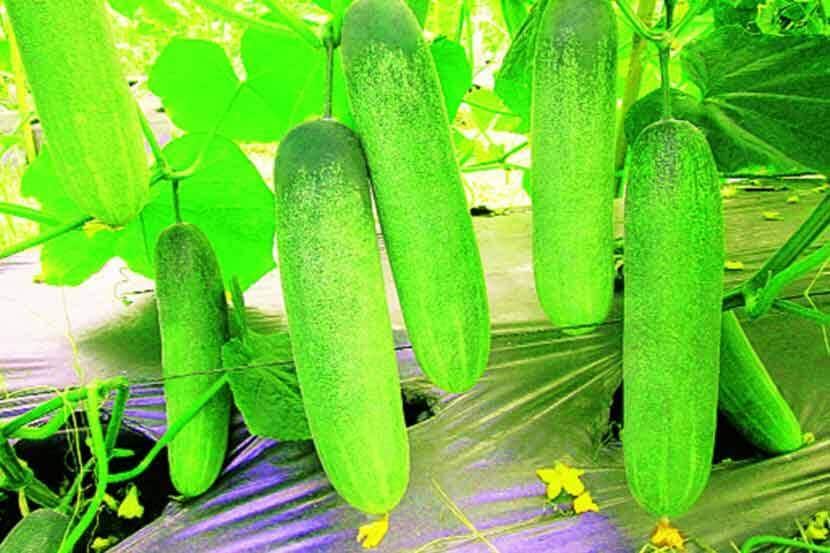 केस गळतीपासून ते पोटाच्या तक्रारींपर्यंत; काकडी खाण्याचे ९ फायदे