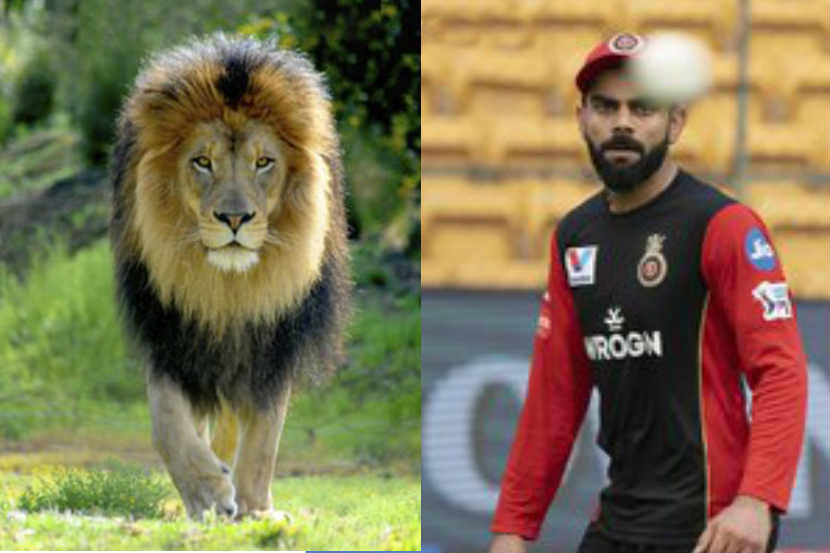 सिंहाचा फोटो पोस्ट करत RCB म्हणतं ‘फरक ओळखा’