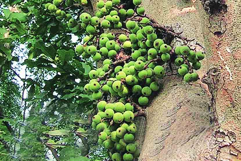 सालीपासून ते चीकापर्यंत बहुगुणी आहे उंबर; जाणून घ्या फायदे