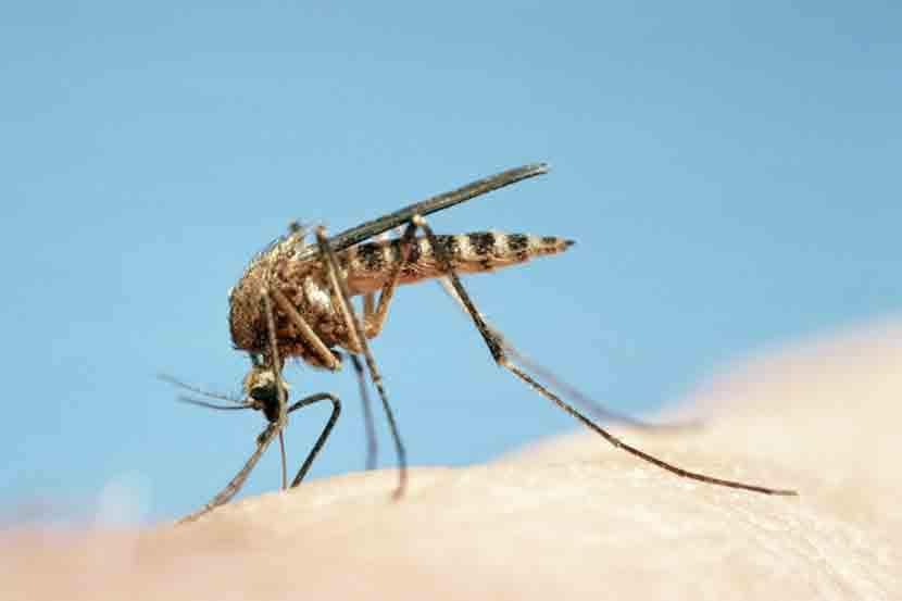 नवी मुंबईत आतापर्यंत डेंग्यूचा रुग्ण नसल्याचा दावा