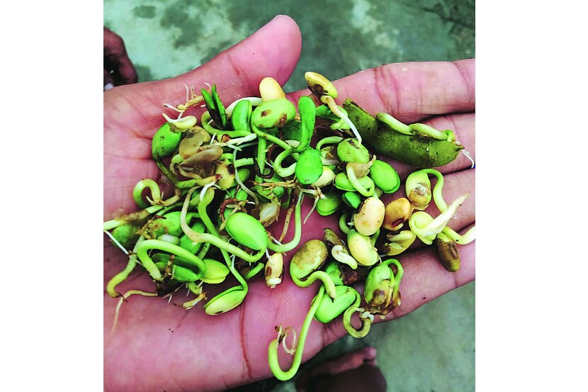 विदर्भातील अतिवृष्टीने सोयाबिनच्या दाण्यांना फुटलेले कोंब