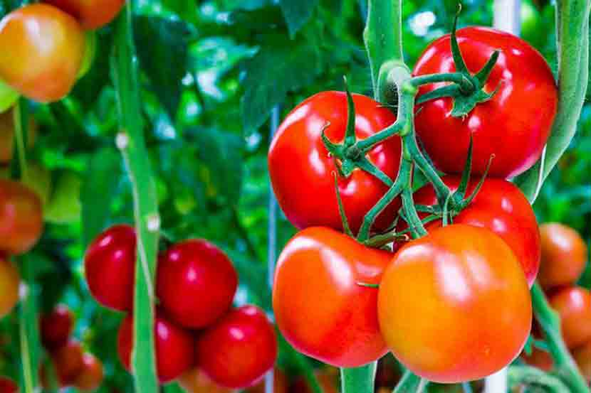 लालबुंद टोमॅटो खाण्याचे ‘हे’ ७ फायदे नक्की जाणून घ्या; दृष्टीदोषावरही आहे गुणकारी
