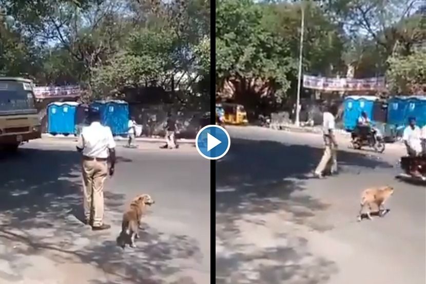 Viral Video : सुसाट गाड्यांमुळे कुत्र्याला ओलांडता येत नव्हता रस्ता, तेवढ्यात गेलं ट्रॅफिक पोलिसाचं लक्ष आणि…