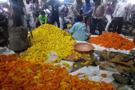 सोलापुरात झेंडू फुलांना प्रति किलो १५० रुपयांचा भाव