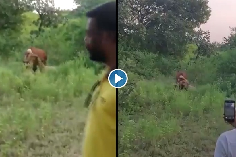 Viral Video : सिंहिणीची शिकार शूट करण्यासाठी घेतला गायीचा बळी