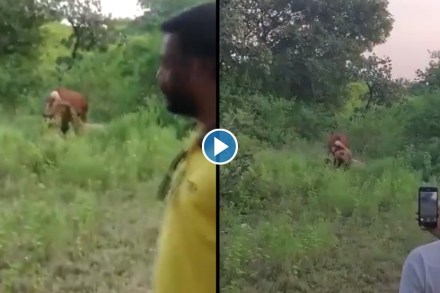 Viral Video : सिंहिणीची शिकार शूट करण्यासाठी घेतला गायीचा बळी