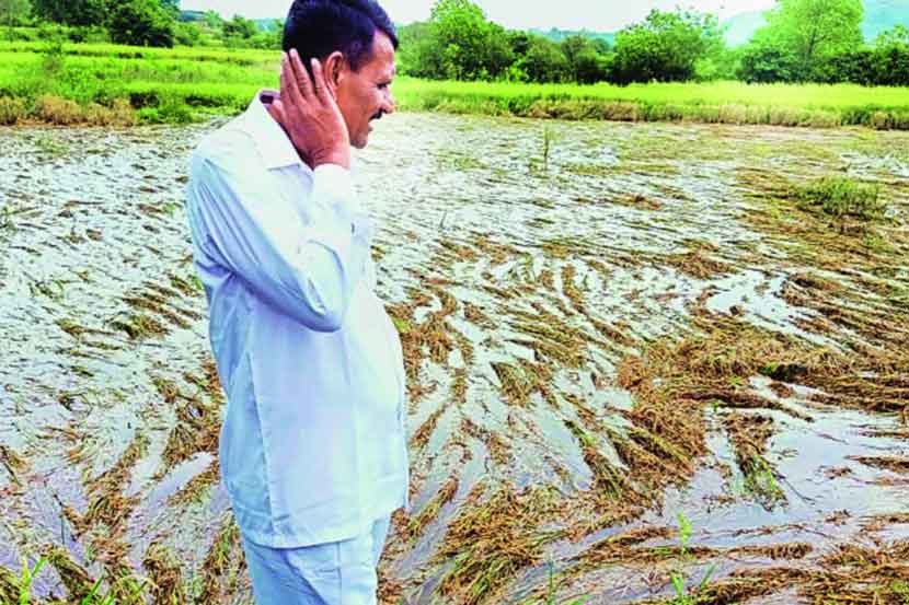 पावसामुळे पिकांचे नुकसान