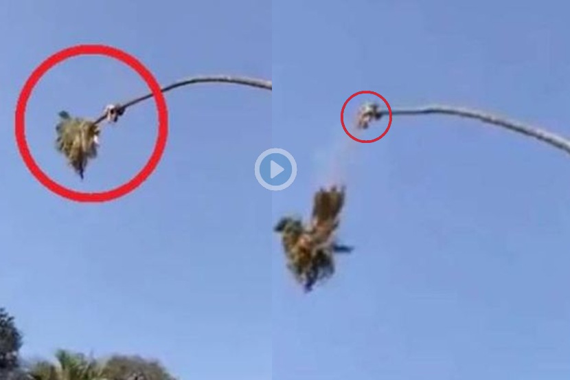 Viral Video: ज्या झाडावर बसला होता त्याचाच शेंडा कापला अन्…; हा व्हिडिओ पाहून तुम्हालाही धडकी भरेल