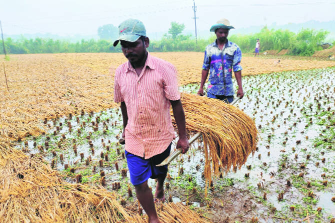 वाढीव खर्चाने शेतकरी मेटाकुटीला आलेले आहेत.