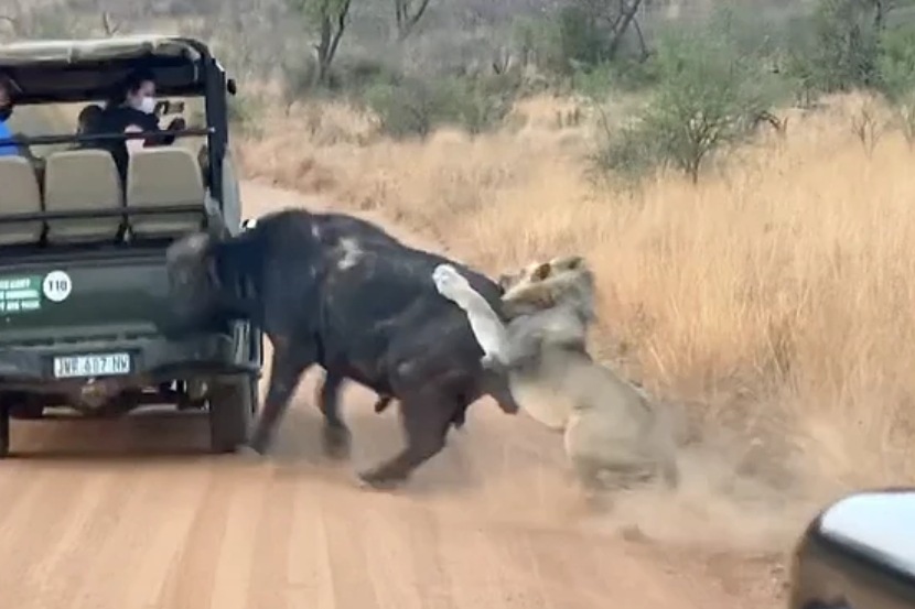 Viral Video : एकाच वेळी तीन सिंह पाठलाग करु लागल्यानंतर म्हशीने असं काही केलं की…