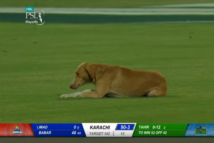 पाकिस्तान सुपर लिग : मैदानावर कुत्र्याची एंट्री, ठाण मांडून बसल्याने थांबवावा लागला सामना