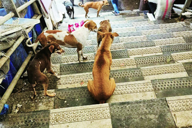 डोंबिवली पूर्वेतील रामनगरमधील टंडन रस्त्यावर रात्रीच्या वेळेत दत्तनगरमधील एका रुग्णालयात काम करणाऱ्या परिचारिकेवर पाच ते सहा कुत्र्यांनी हल्ला चढविला.