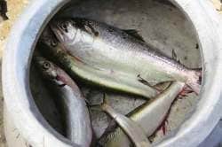 नदीतले मासेमार : खाणीतले कॅनरी