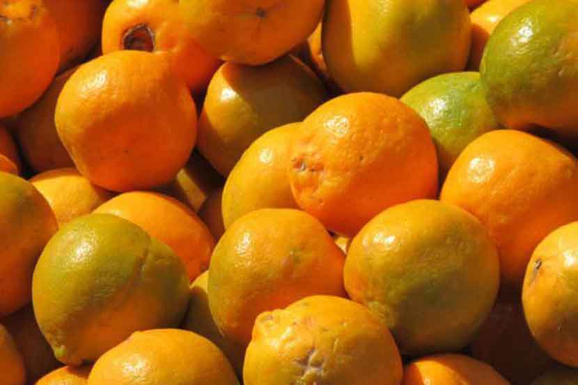 संत्र्याचे भाव कोसळल्यामुळे शेतकरी हवालदिल
