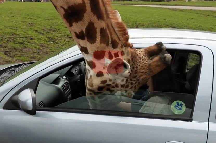 Viral Video : जिराफची मान कारच्या खिडकीत अडकली अन्…