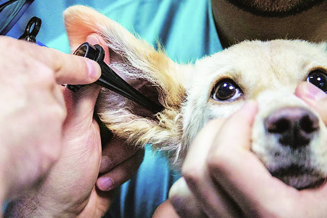 कल्याण-डोंबिवली महापालिकेने स्वतंत्र्य पशु वैद्यकीय विभाग सुरू करण्याचा निर्णय घेतला आहे. शहरातील मोकाट गुरे, भटके कुत्रे तसेच पाळीव प्राण्यांवर उपचारांची सोय या माध्यमातून होणार आहे. 