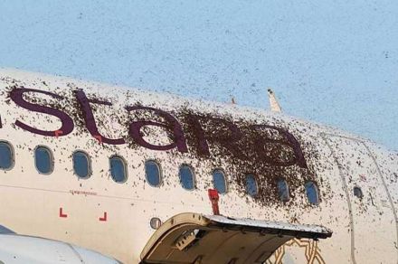 Viral Video : कोलकाता एअरपोर्टवर मधमाशांनी केला विमानावर हल्ला, जाणून घ्या पुढे काय झालं?