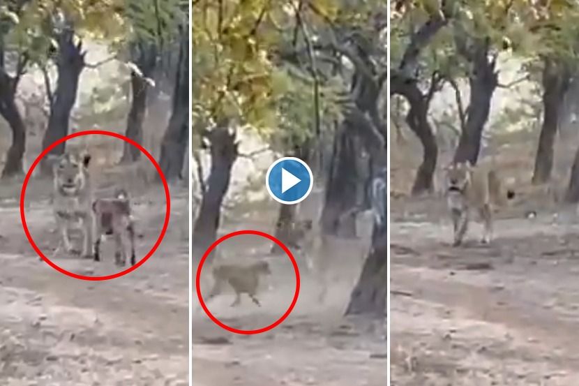 Viral Video : जंगलात थेट सिंहाशी भिडला कुत्रा, पुढे काय झालं ते एकदा बघाच