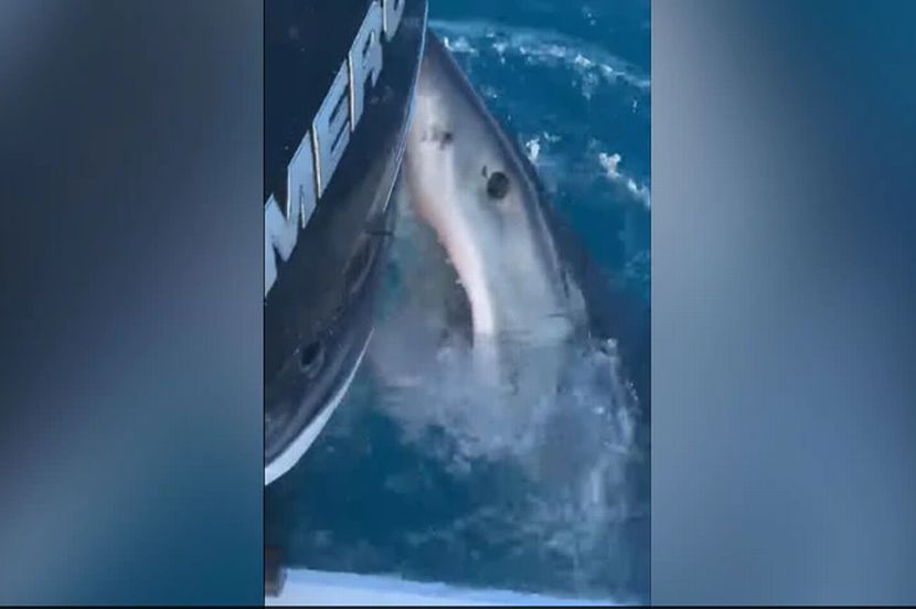 मासे पकडत होते मित्र; अचानक आला विशालकाय शार्क अन् जबड्यात पकडली बोट; नंतर… बघा Shocking Video