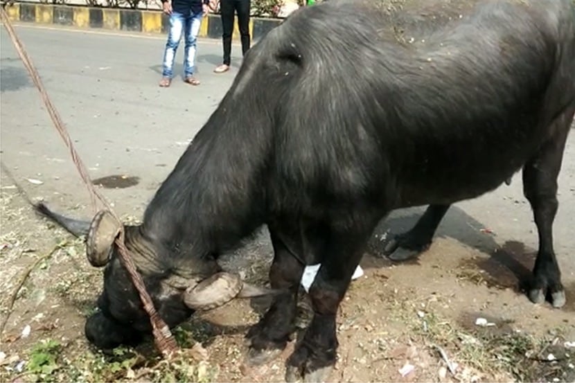 आर्थींगच्या तारेत अडकलं म्हशीचं शिंग