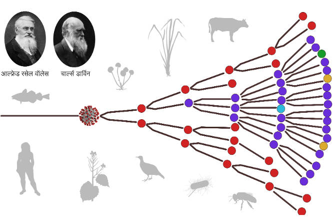 डार्विनचा उत्क्रांतीवादाचा सिद्धान्त हा केवळ मानव प्रजातीलाच लागू पडतो असे नाही, तर पृथ्वीतलावरील प्राणी, पशुपक्षी, जिवाणू, विषाणू अशा सर्वच सजीवांमध्ये ही उत्क्रांतीची प्रक्रिया होत असते.