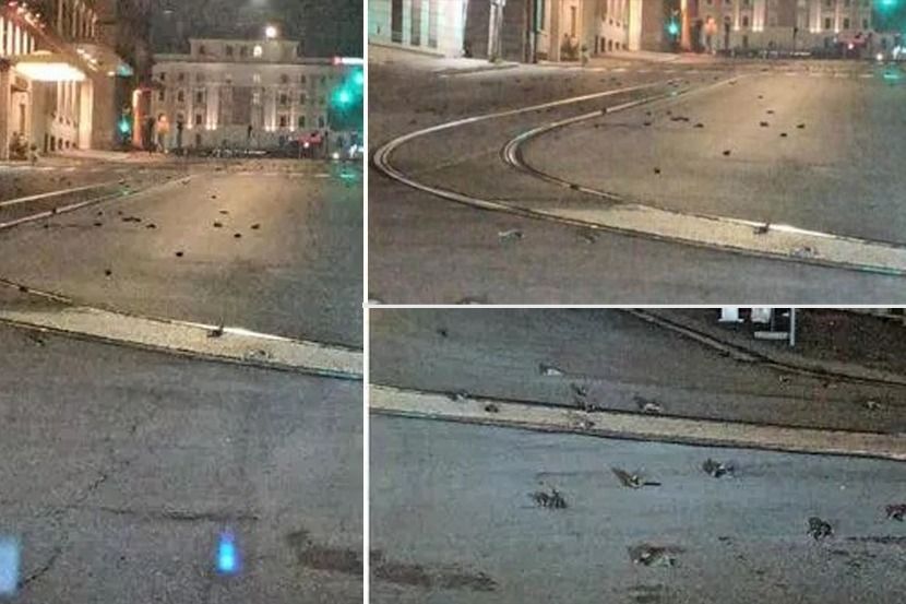 दुर्देवी ! नववर्षाच्या स्वागतासाठी फटाक्यांची आतषबाजी केल्याने रस्त्यावर मरुन पडले शेकडो पक्षी