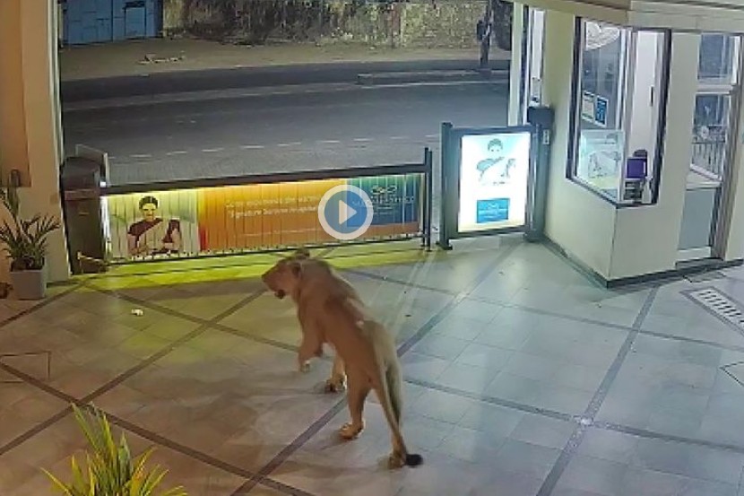 Viral Video : सिंहाने फाइव्ह स्टार हॉटेलमध्ये केला प्रवेश; भारतातील या शहरातील प्रकार CCTV मध्ये कैद