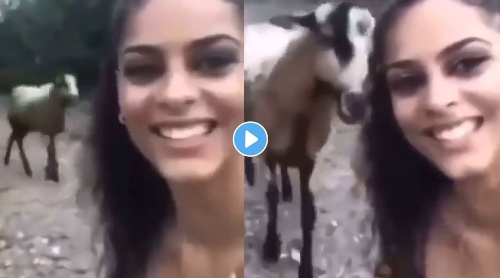 Viral Video: बकरीसोबत ‘सेल्फी’ घेण्यात मग्न झाली होती तरुणी, पण अचानक…