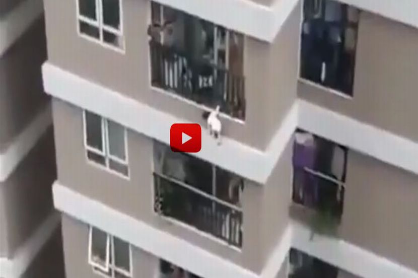Video : 12 व्या मजल्यावरुन पडली दोन वर्षांची चिमुकली, डिलिव्हरी बॉयने अलगद झेललं