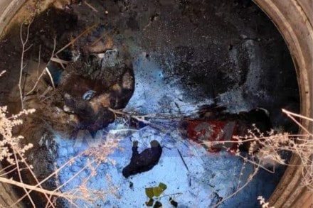 ताडोबा बफर झोनमध्ये चार अस्वलांचा विहिरीत पडून मृत्यू