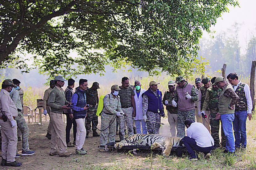 नियोजनबद्ध पद्धतीने केले जाणारे वाघांचे रेस्क्यू ऑपरेशन..